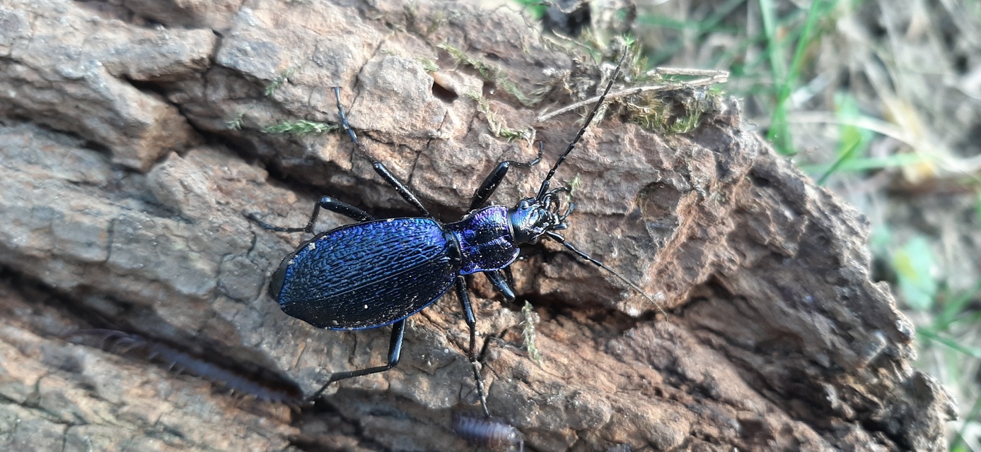 Carabus intricatus - kék laposfutrinka