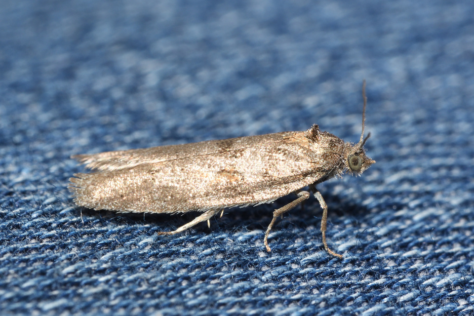 Tortricodes alternella - tavaszi sodrómoly
