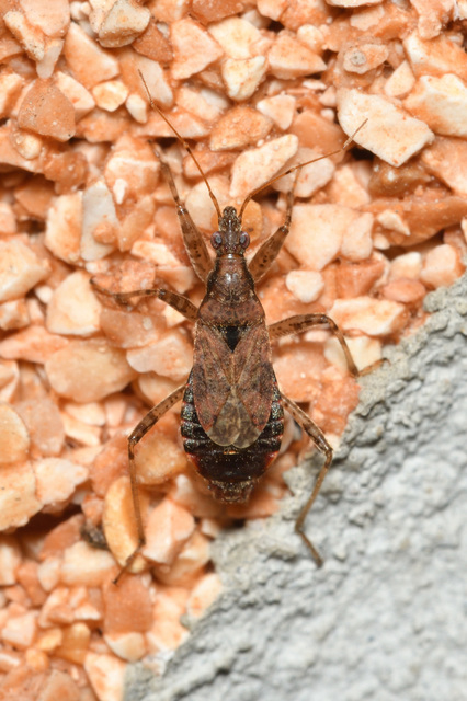 Himacerus