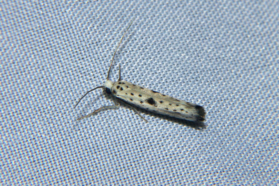 Yponomeuta plumbella - pókhálós bengemoly