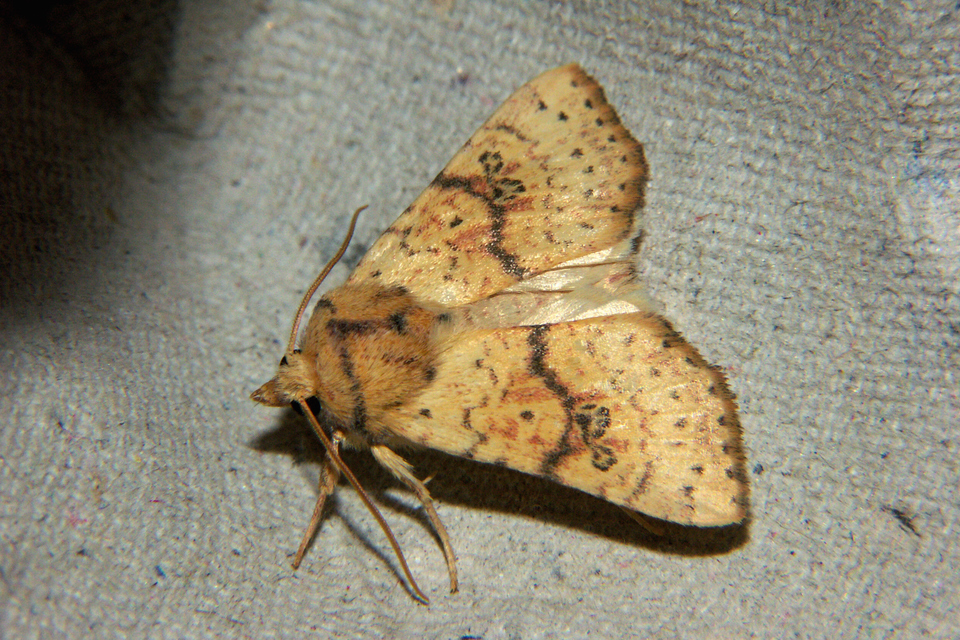 Tiliacea sulphurago - kénes sárgabagoly