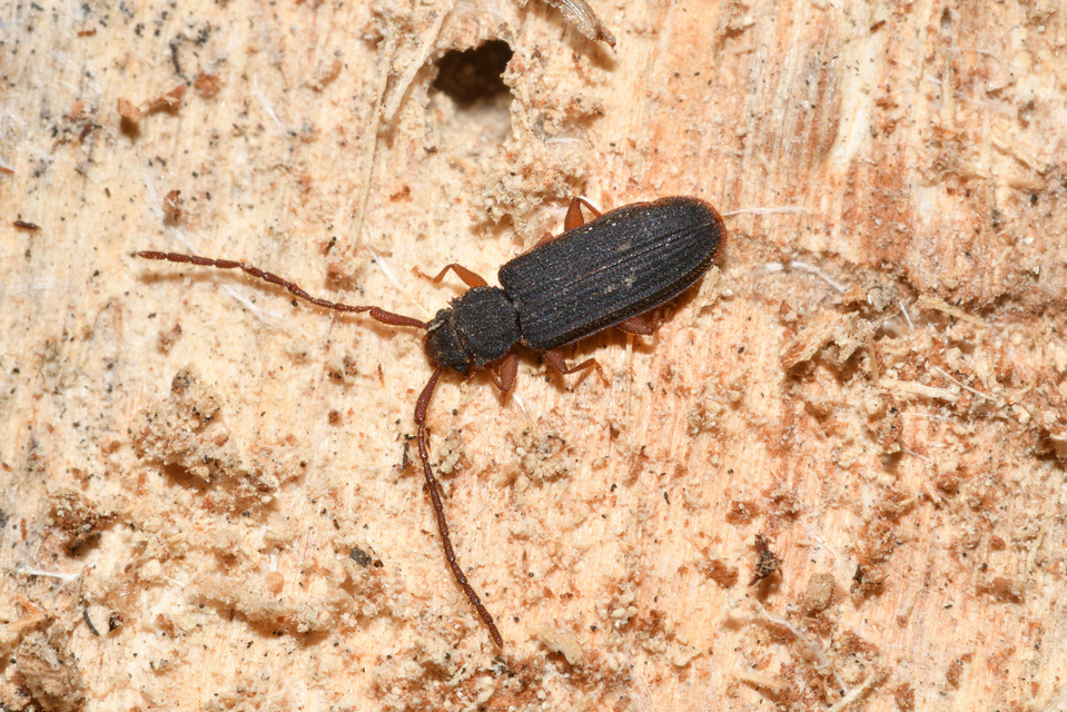 Uleiota planatus - hosszúcsápú fogasnyakú-lapbogár