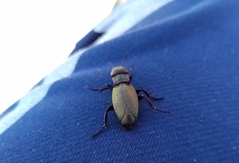 Meloe variegatus - pompás nünüke