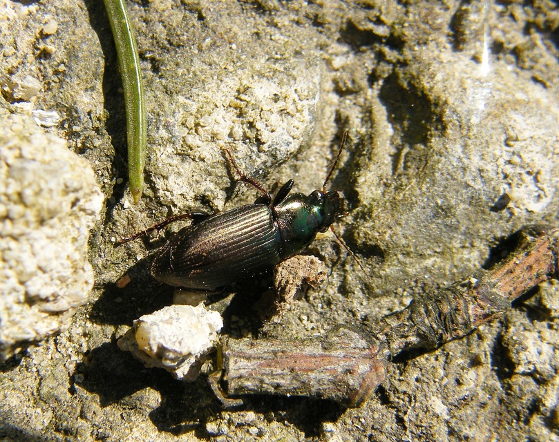 Harpalus distinguendus - mezei lomhafutó