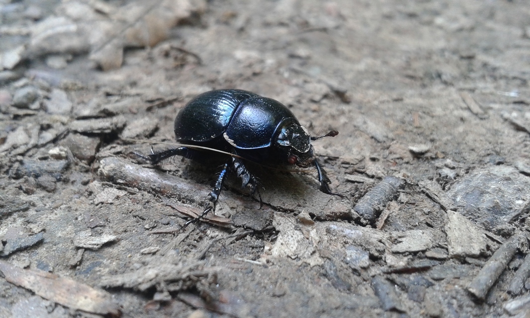 Anoplotrupes stercorosus - erdei álganéjtúró