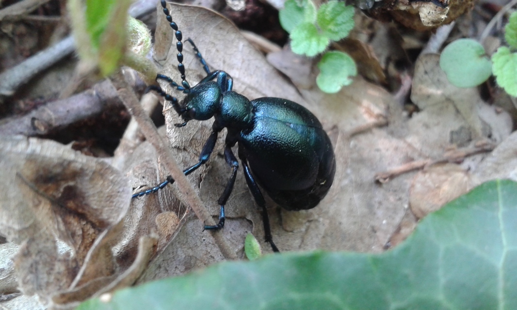 Meloe violaceus - kék nünüke