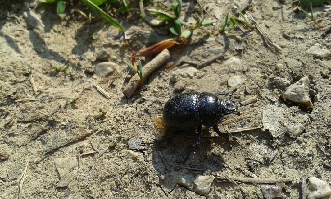 Anoplotrupes stercorosus - erdei álganéjtúró