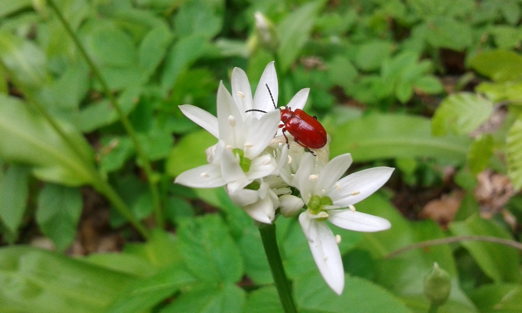 Lilioceris merdigera - hagymabogár Lilioceris merdigera - hagymabogár