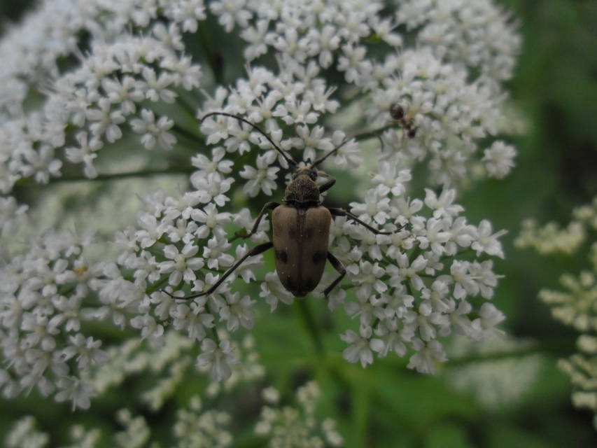 Pachytodes cerambyciformis - változékony virágcincér
