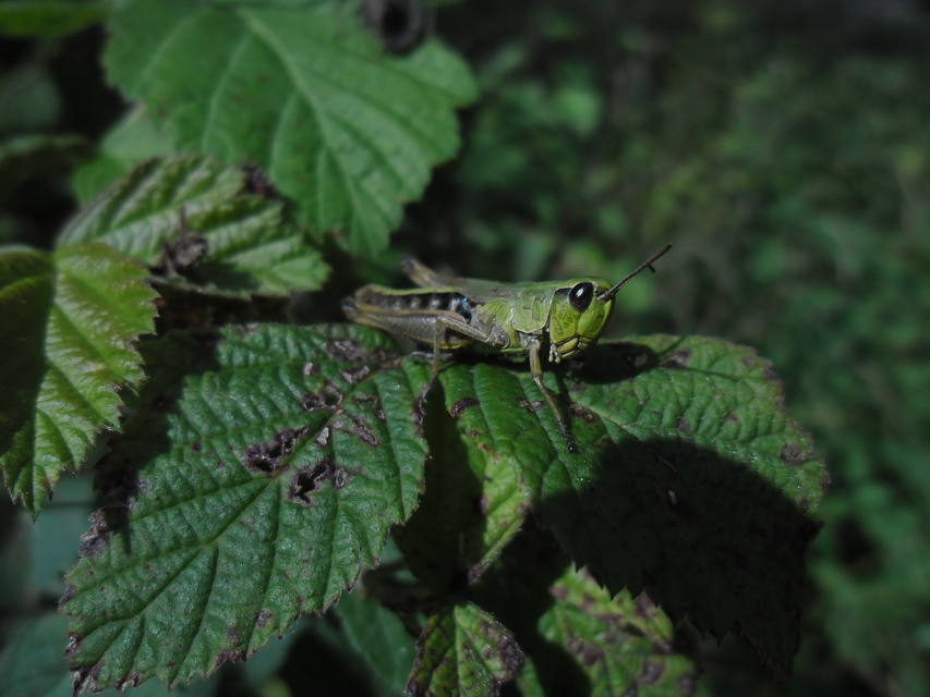 Pseudochorthippus parallelus - közönséges rétisáska