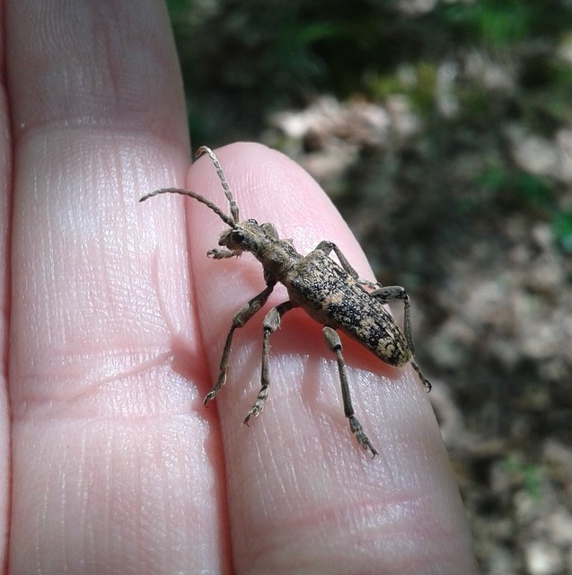 Rhagium sycophanta - tölgyes-tövisescincér
