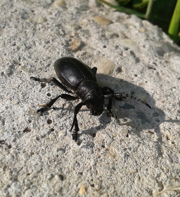 Dorcadion aethiops - fekete gyalogcincér