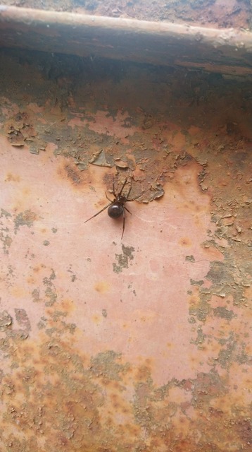 Steatoda grossa - nagy faggyúpók