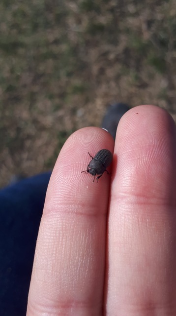 Opatrum sabulosum - sároshátú gyászbogár