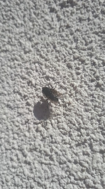 Calliphoridae - dongólegyek