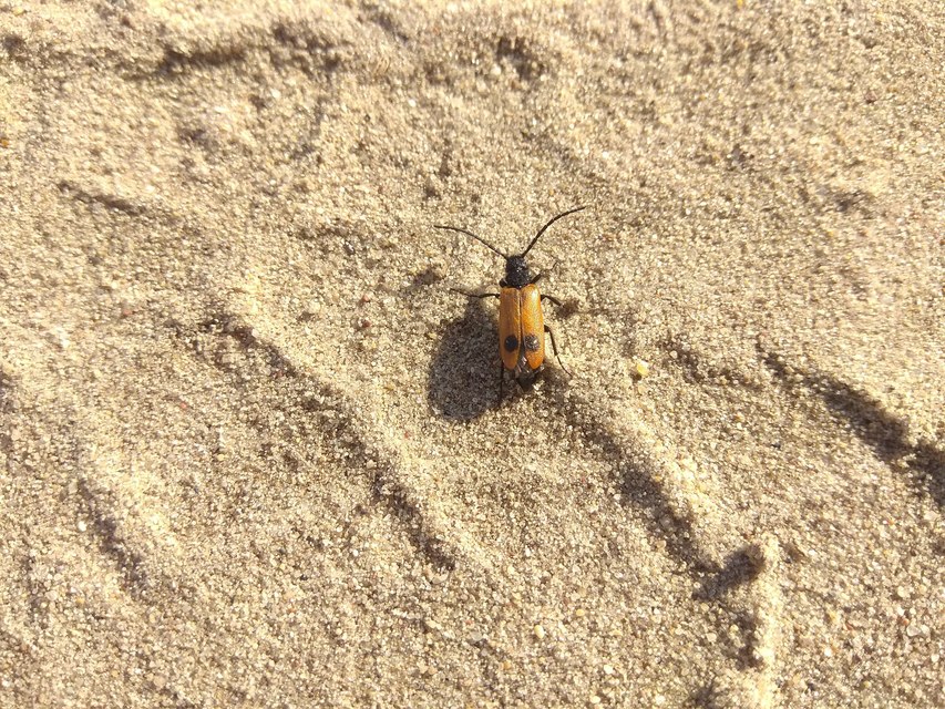 Apalus bimaculatus - kétfoltos élősdibogár