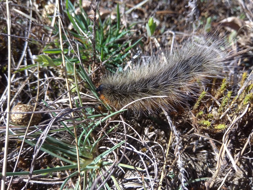 Arctia festiva - díszes medvelepke