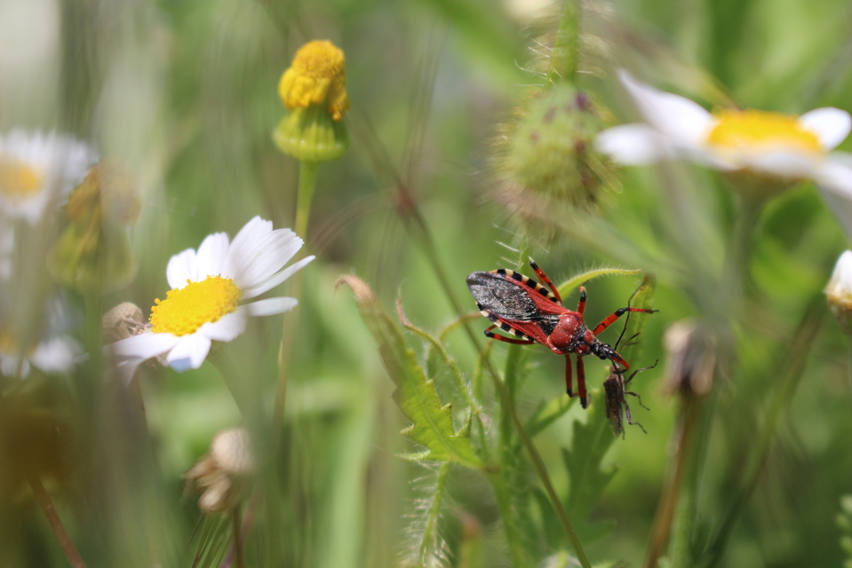 Rhynocoris iracundus - közönséges gyilkospoloska