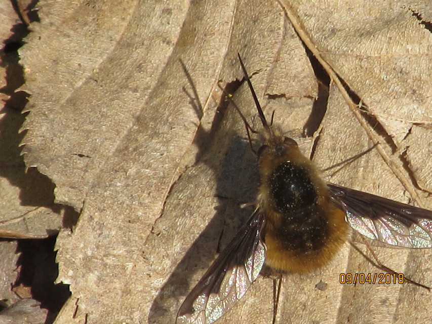 Bombylius major - szegélyes pöszörlégy