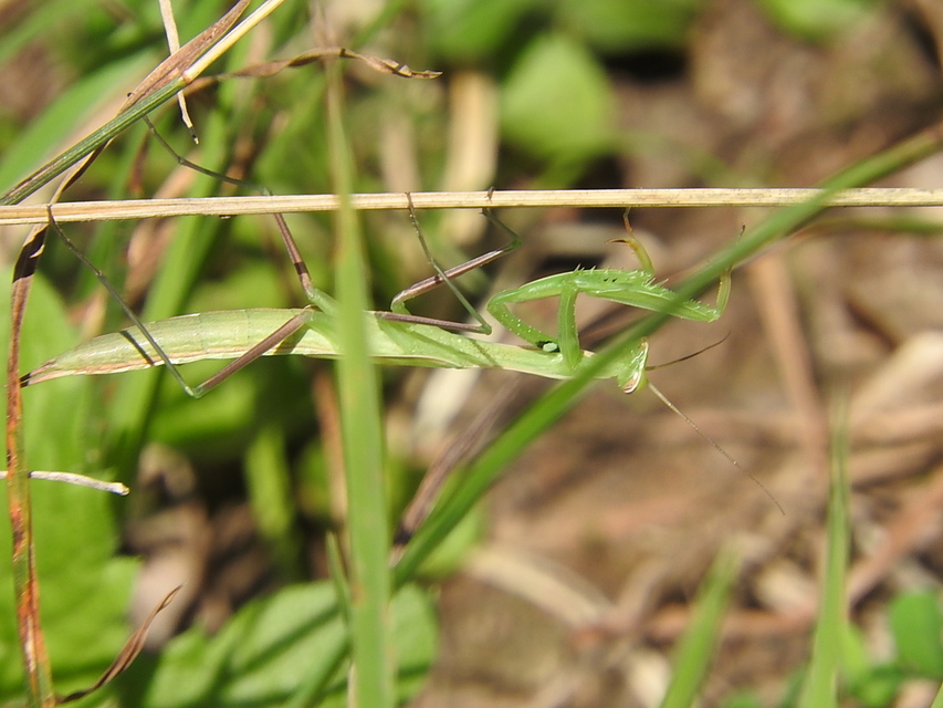Mantis religiosa - imádkozósáska
