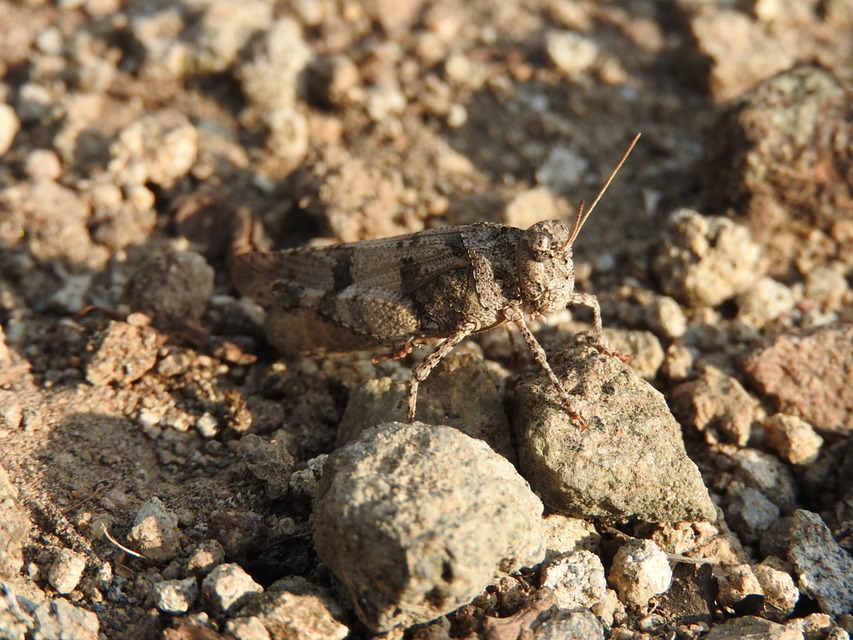 Oedipoda caerulescens - kékszárnyú sáska