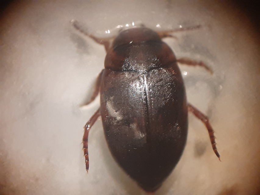 Scarodytes halensis - zebracsíkbogár