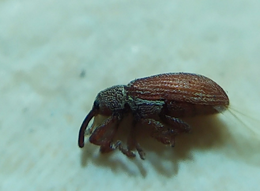 Brachonyx pineti - fenyőtűrágó ormányos