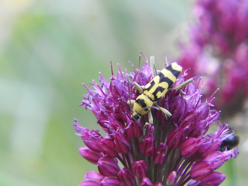 Chlorophorus varius - díszes darázscincér