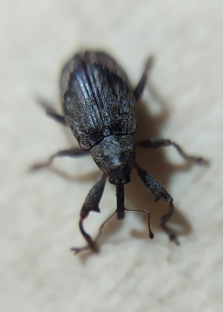 Anthonomus pomorum - alma-bimbólikasztó Anthonomus pomorum - alma-bimbólikasztó
