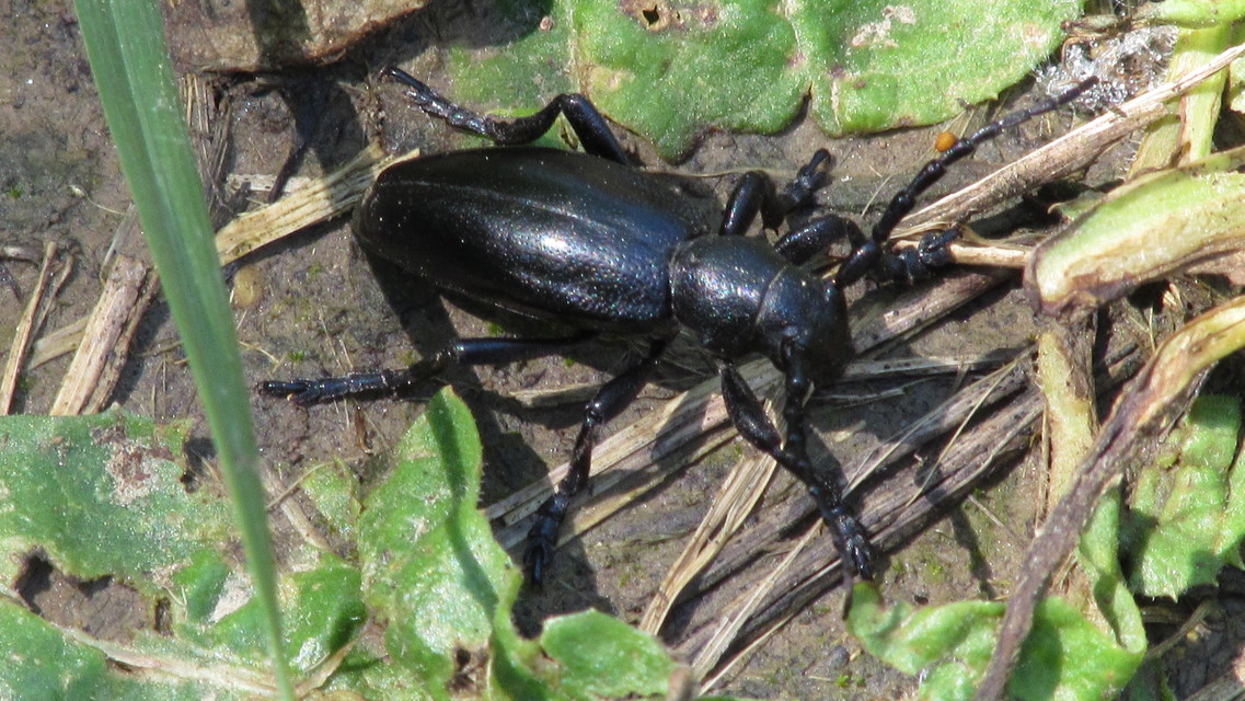 Dorcadion aethiops - fekete gyalogcincér