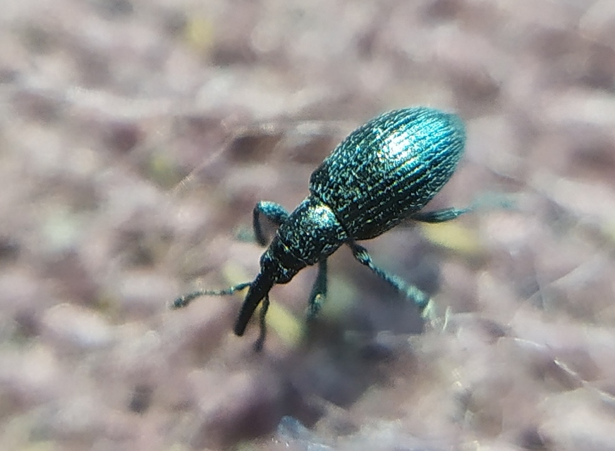 Diplapion confluens - vésetthomlokú cickányormányos
