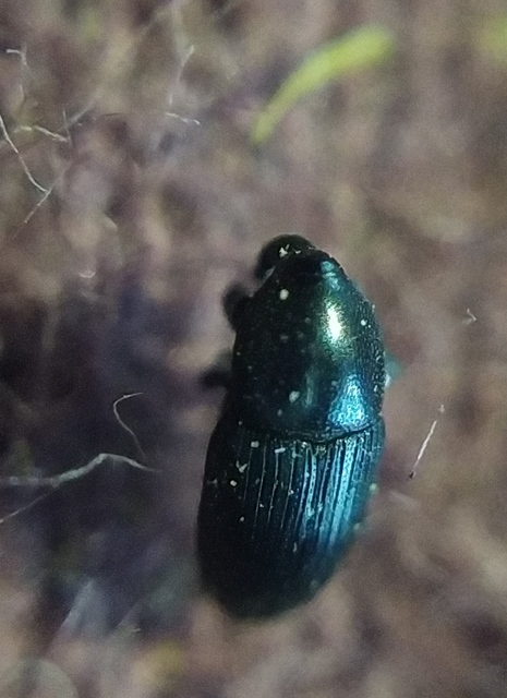 Melanobaris atramentaria - repcsénybáris