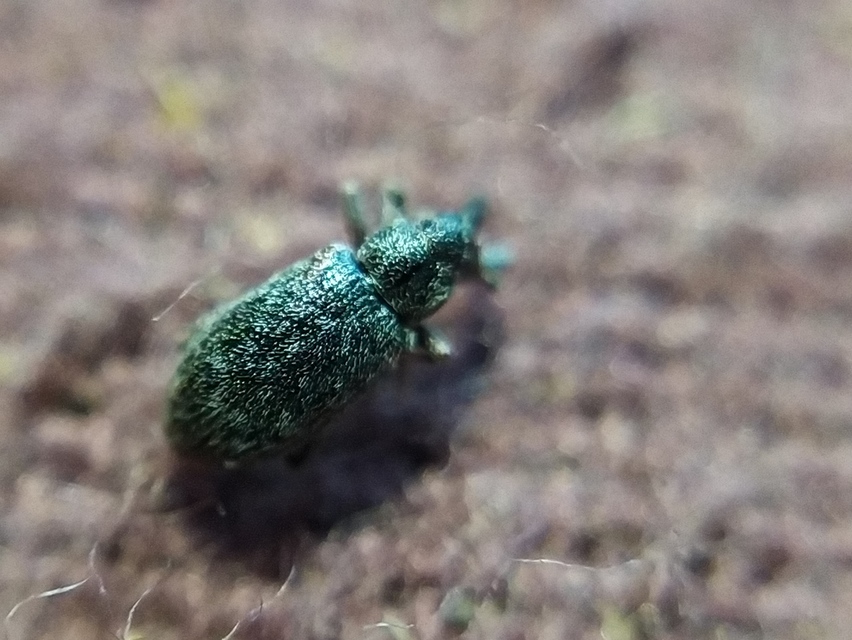 Dorytomus taeniatus - kecskefűz-hangormányos