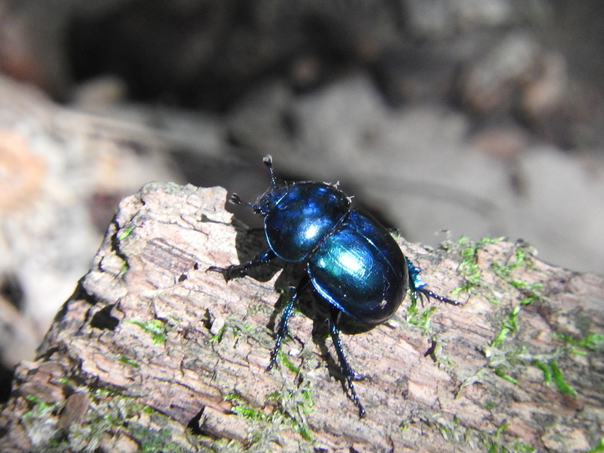 Trypocopris vernalis - tavaszi álganéjtúró