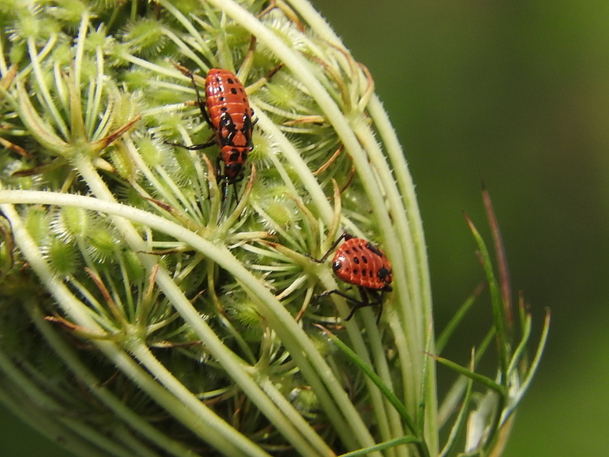 Spilostethus saxatilis - virágbodobács