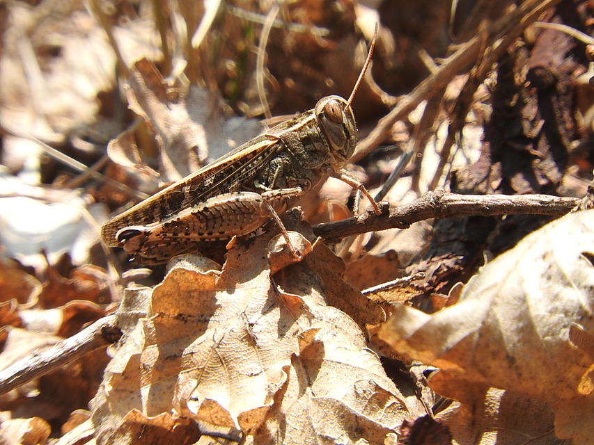 Calliptamus italicus - olaszsáska