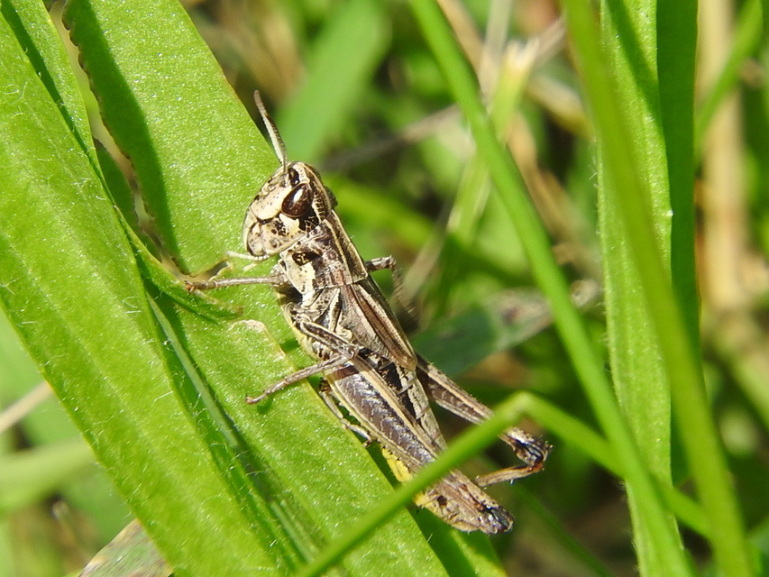 Pseudochorthippus parallelus - közönséges rétisáska