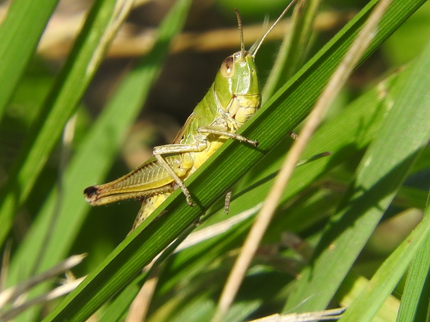 Pseudochorthippus parallelus - közönséges rétisáska