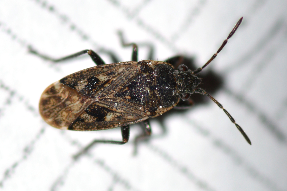 Sphragisticus nebulosus - foltos bodobács
