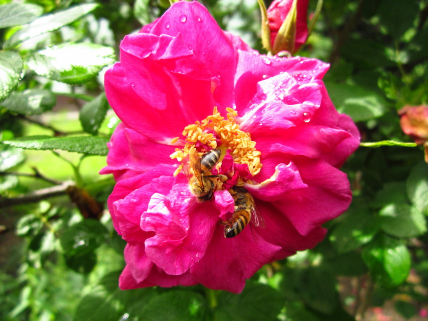 Apis mellifera - háziméh