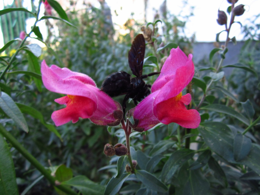 Xylocopa violacea - kék fadongó