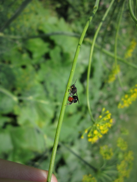 Chalcididae - vastagcombú fémfürkészek