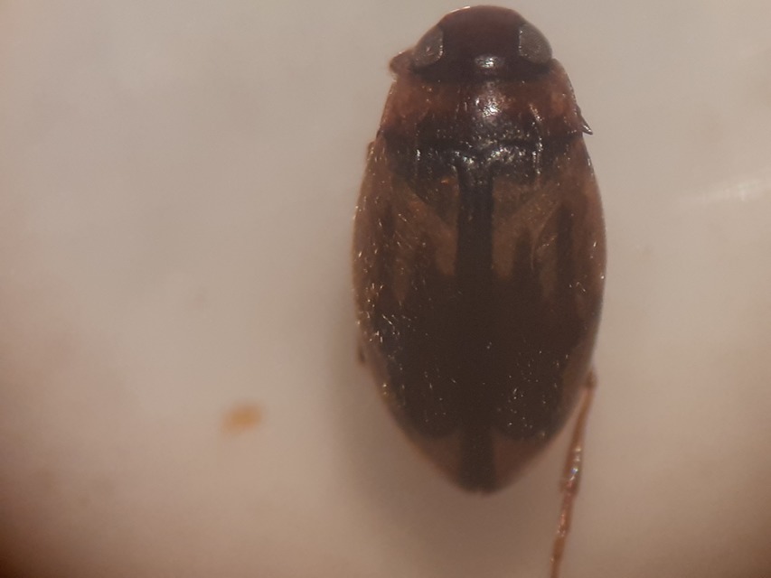 Hydroglyphus geminus - gyakori paránycsíkbogár