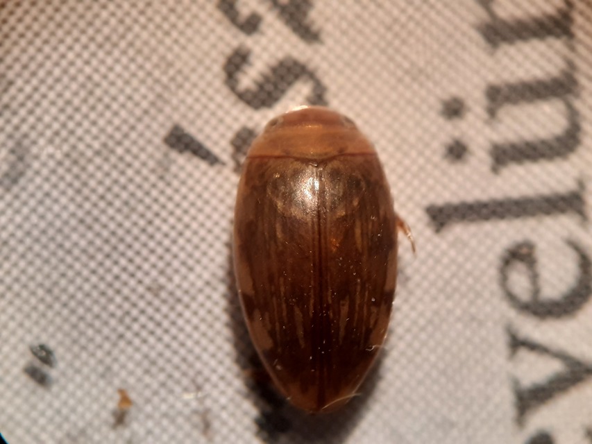 Laccophilus minutus - néma bukóbogár Laccophilus minutus - néma bukóbogár