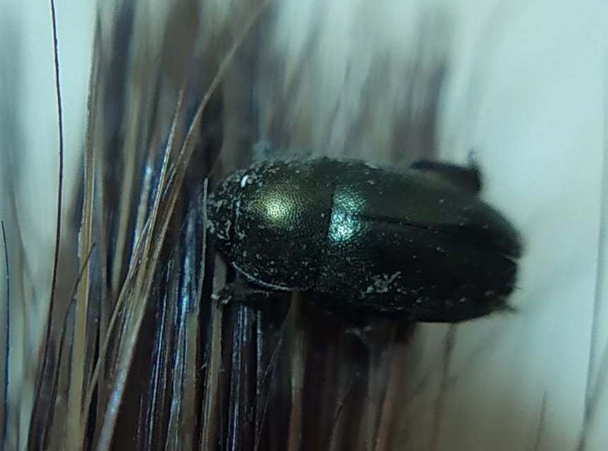 Brassicogethes aeneus - repce-fénybogár
