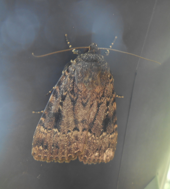Amphipyra berbera/pyramidea