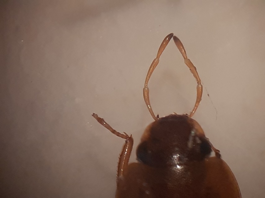 Helochares obscurus - sötét laposcsibor