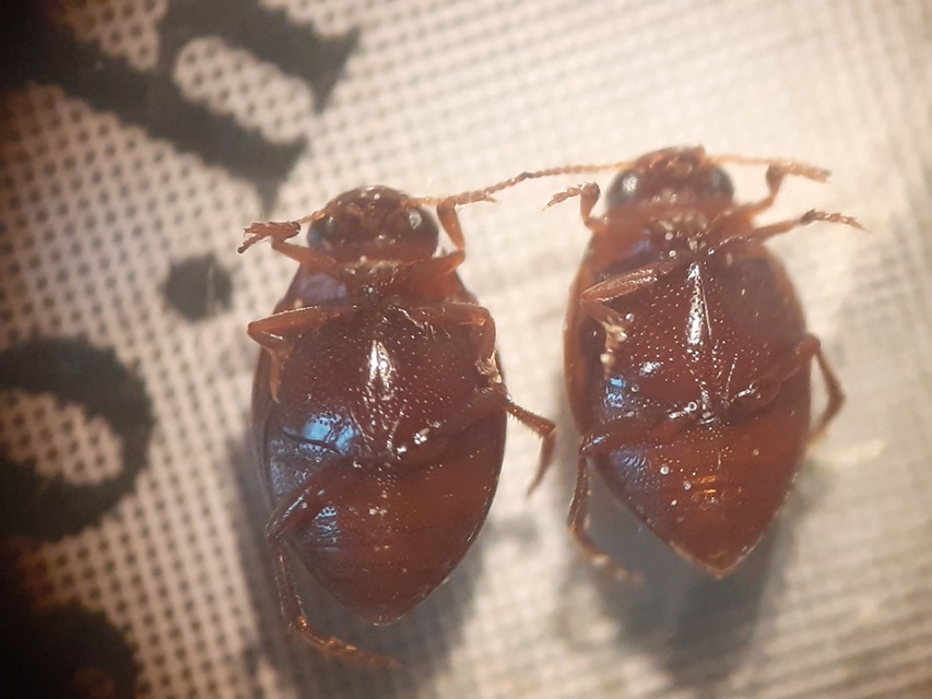 Hygrotus inaequalis - gyakori aprócsíkbogár