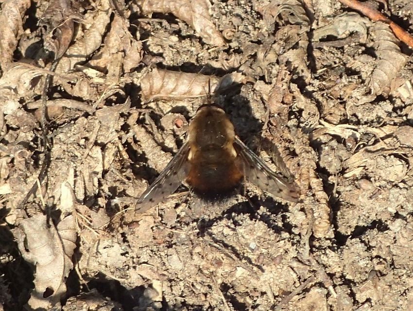 Bombylius discolor - feketefarú pöszörlégy