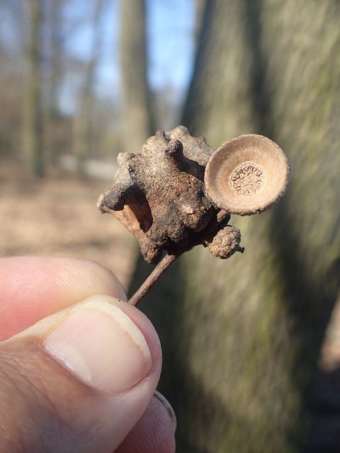 Andricus quercuscalicis - suskagubacsdarázs
